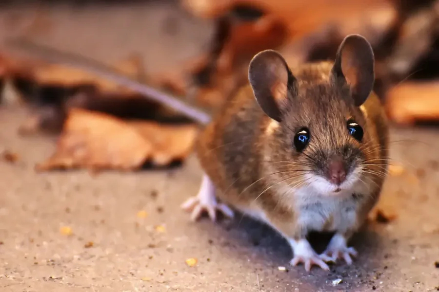 Humane Rodent Control